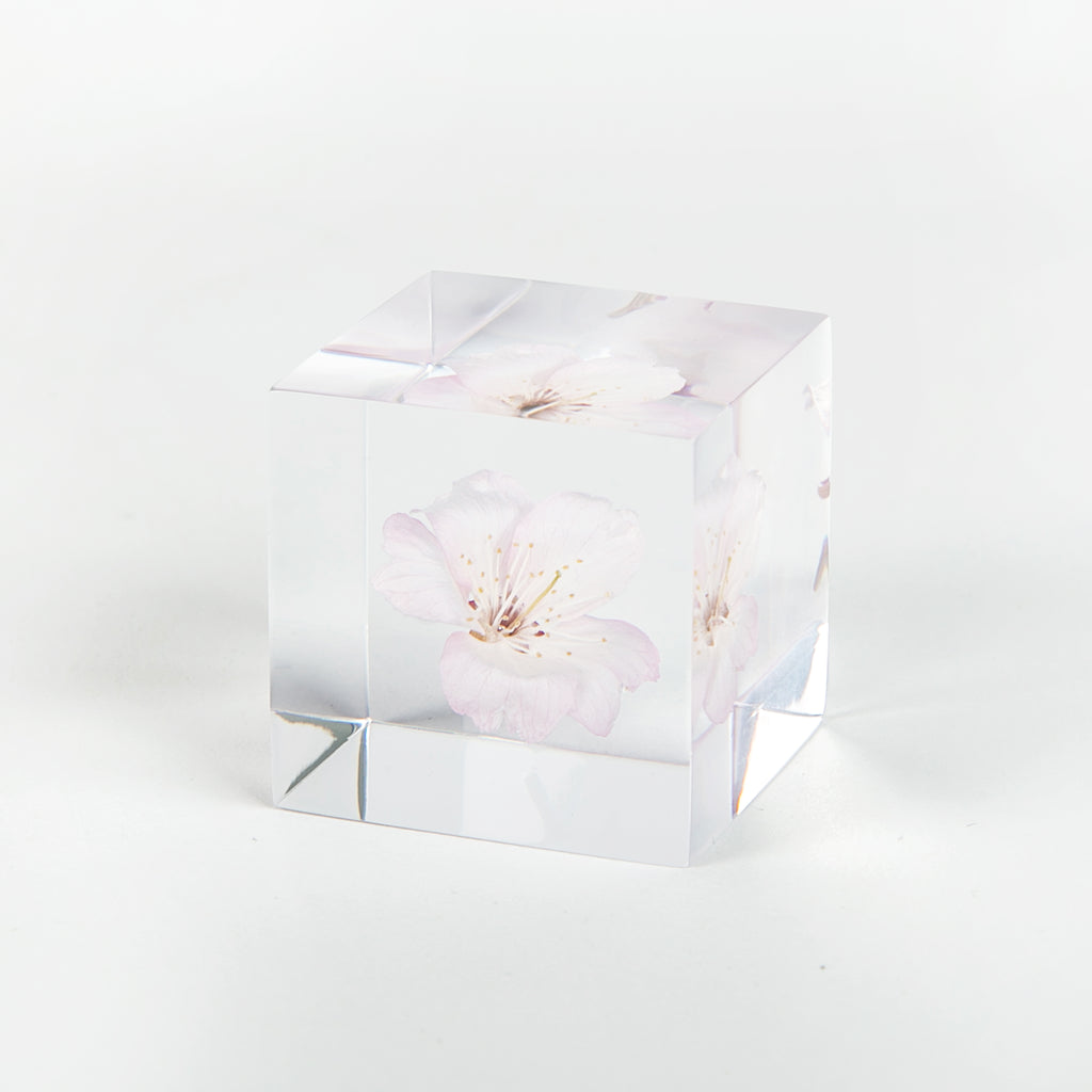 Sola Cubes - Botanicals