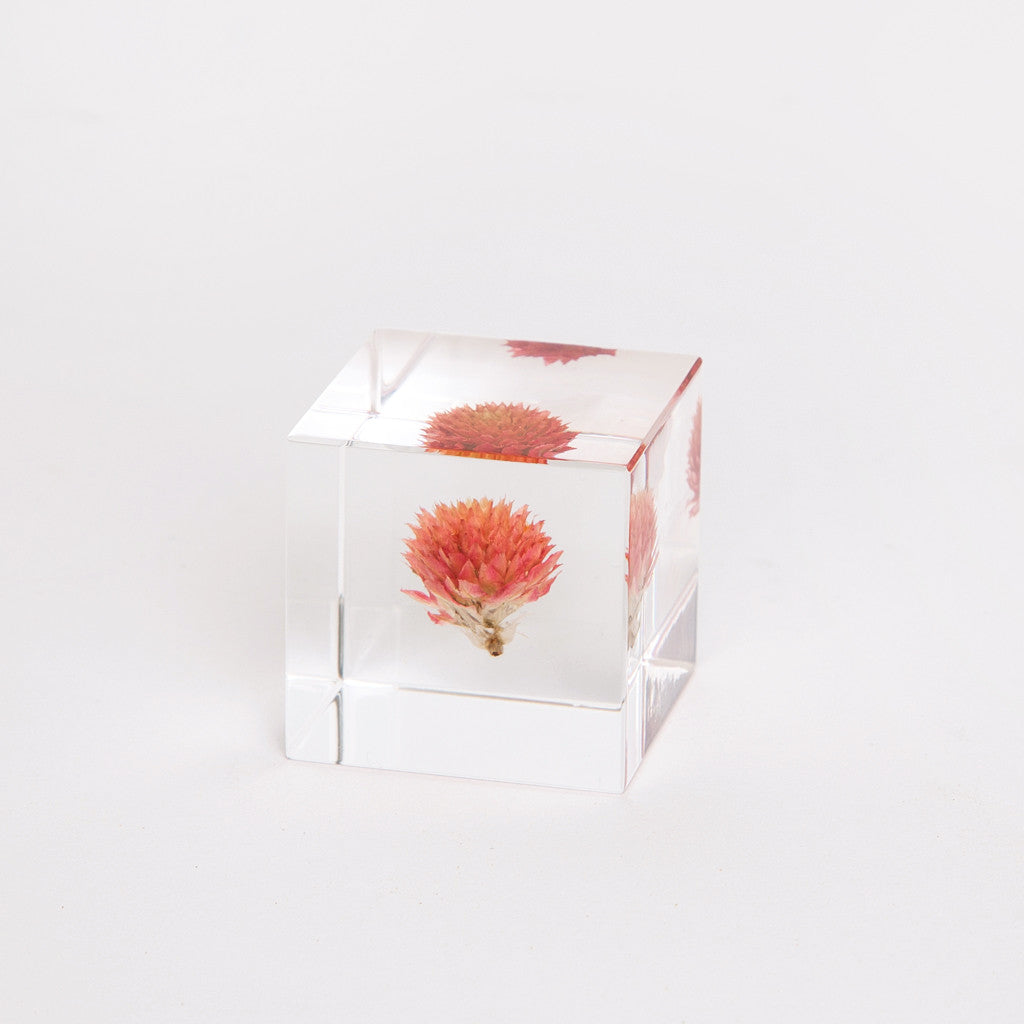 Sola Cubes - Botanicals