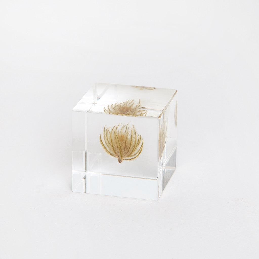 Sola Cubes - Botanicals