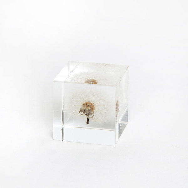 Sola Cubes - Dandelion